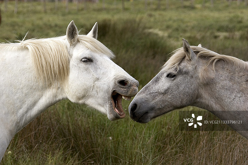 法国卡马格马，加利西亚图片素材