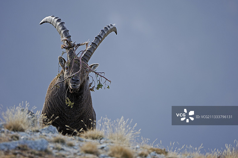 萨瓦省雄性野山羊头上的树枝图片素材