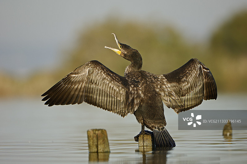 鸬鹚栖息在木头上，法国罗讷河口省图片素材