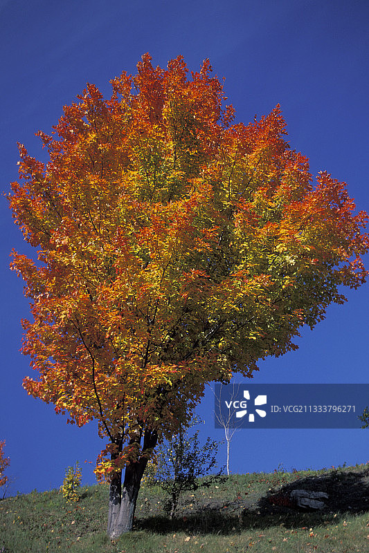 加拿大加斯佩西的秋色枫树图片素材