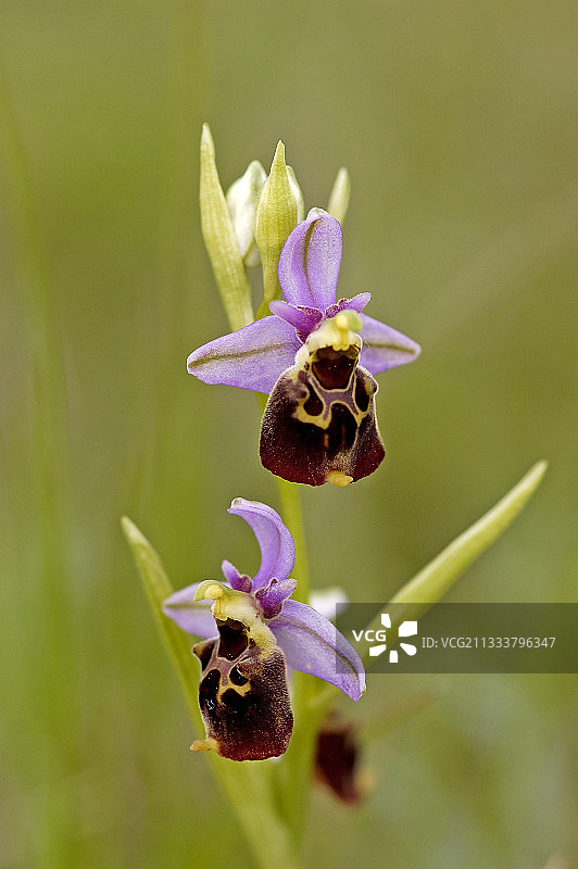 法国上莱茵省鲁法克蜘蛛兰花图片素材