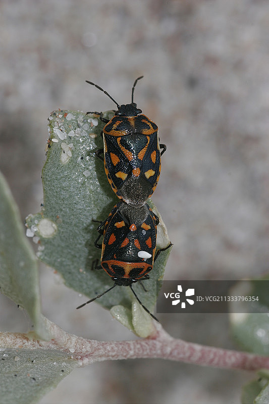 叶子上的昆虫交配图片素材
