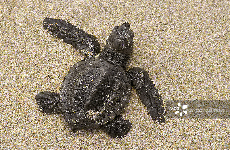 刚孵化的太平洋丽龟爬向大海图片素材
