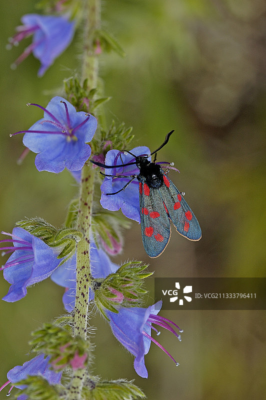 法国鲁法克蓝蓟花上的六点花蜂图片素材