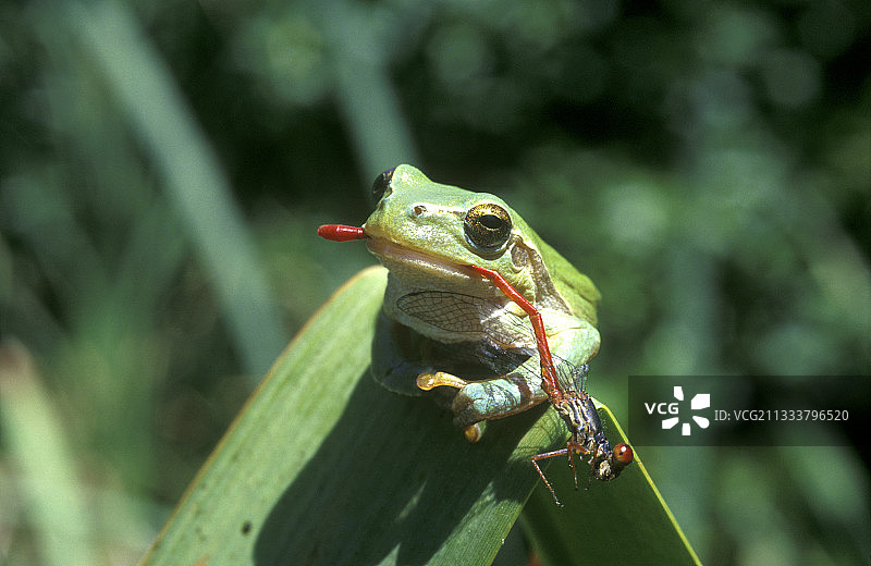 嘴里叼着蜻蜓的树蛙 法国旺代省图片素材