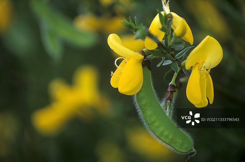 花与金雀花豆荚（法国）图片素材