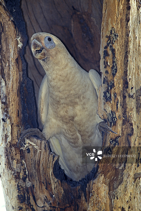 澳大利亚巢穴入口处的小葵花鹦鹉图片素材
