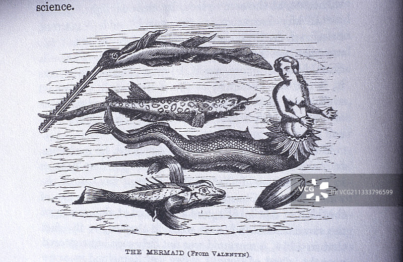 美人鱼和海洋动物简笔画图片素材