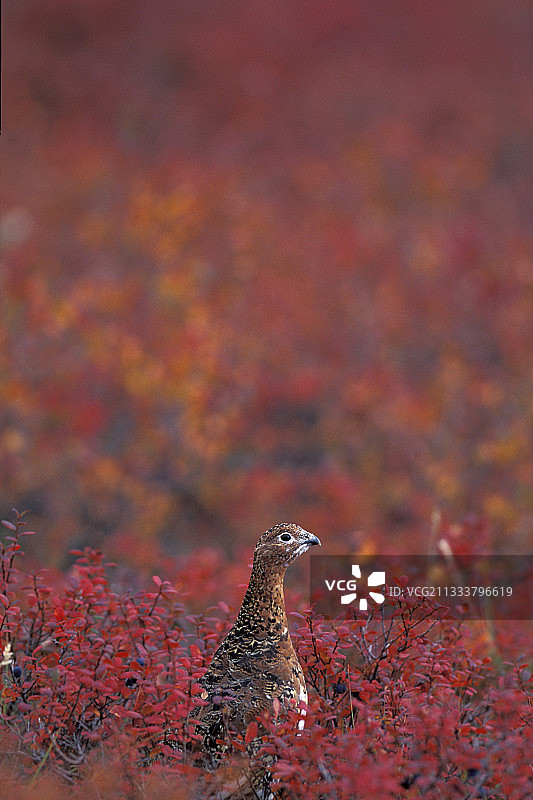 阿拉斯加苔原中抬头的红色松鸡图片素材