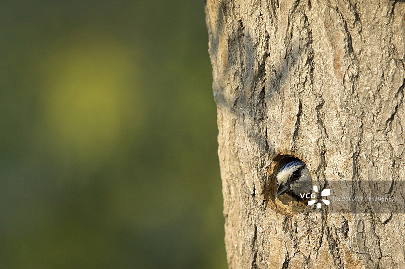 普罗旺斯花园中的鸟窝图片素材