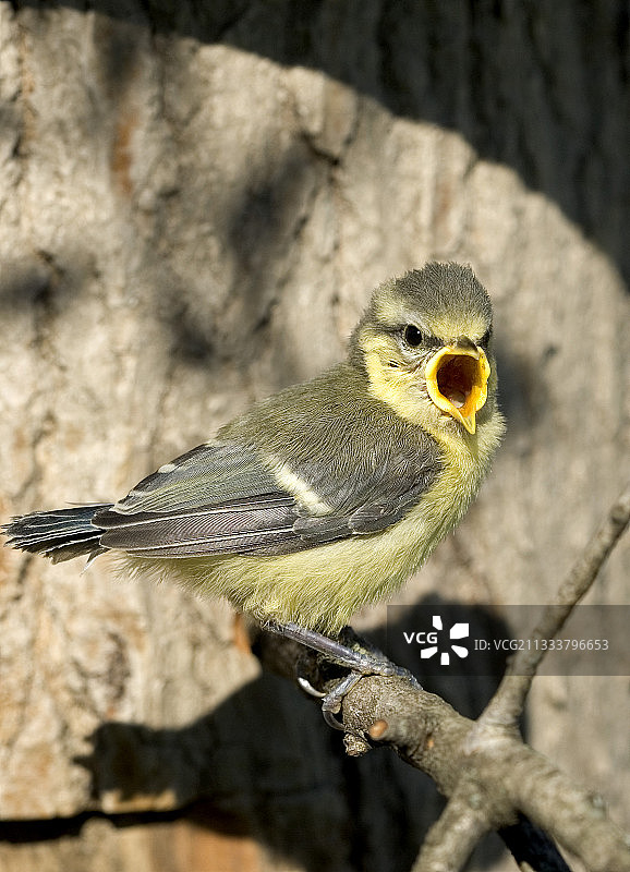 普罗旺斯花园中的鸟窝图片素材