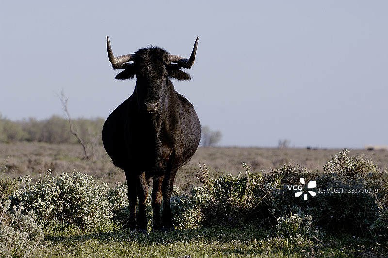法国卡马格草原上的公牛图片素材