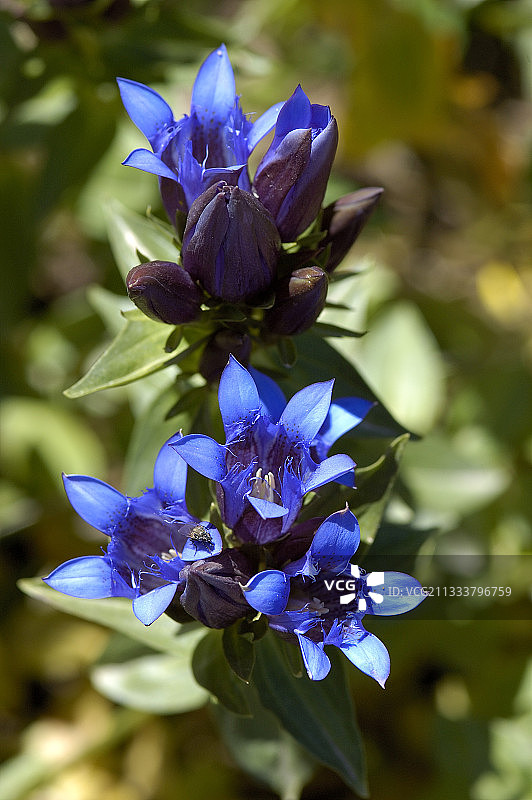 法国费舍尔的龙胆花图片素材