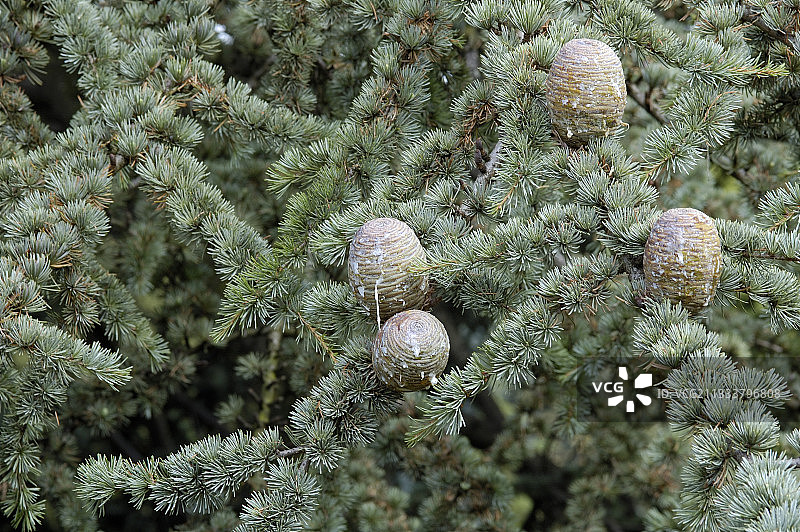 法国非洲雪松球果图片素材