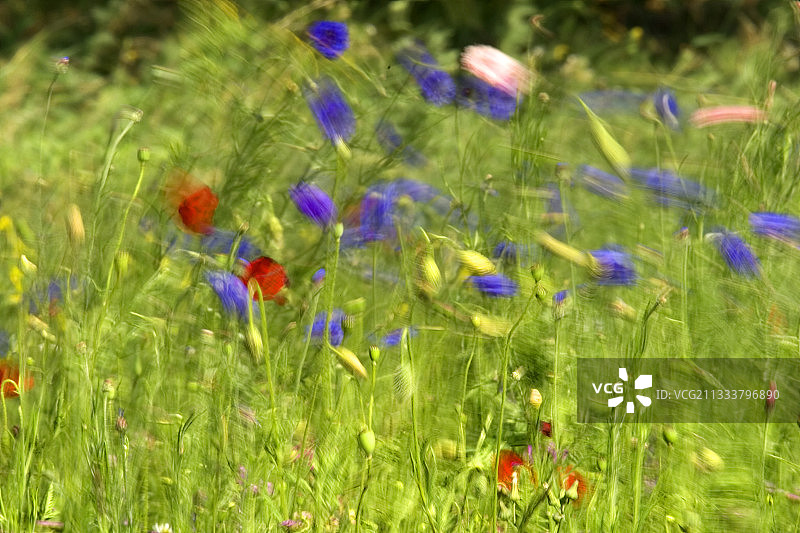 沃克吕兹，法国：鲜花草地上的风图片素材