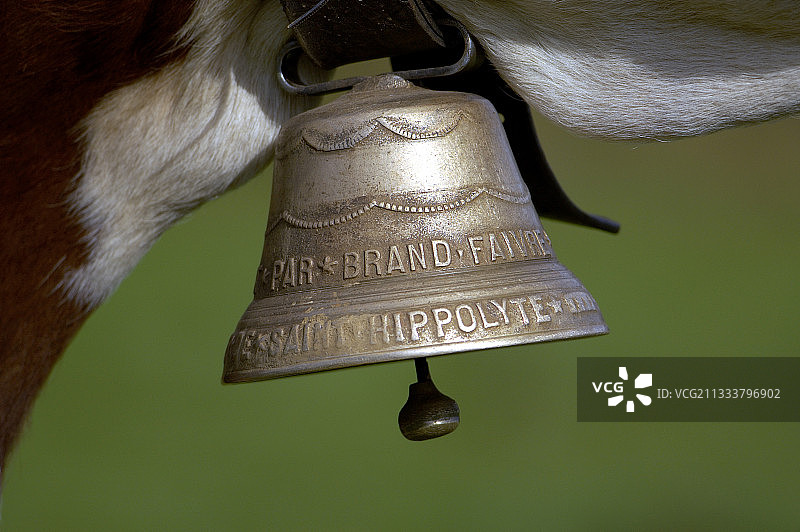 法国杜省蒙贝利亚尔奶牛脖子上的铃铛图片素材