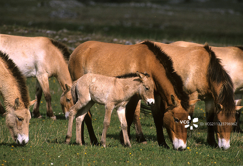 繁殖与再引入计划图片素材