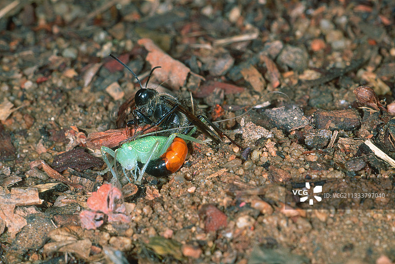 地面上正在捕食蝗虫的膜翅目昆虫图片素材