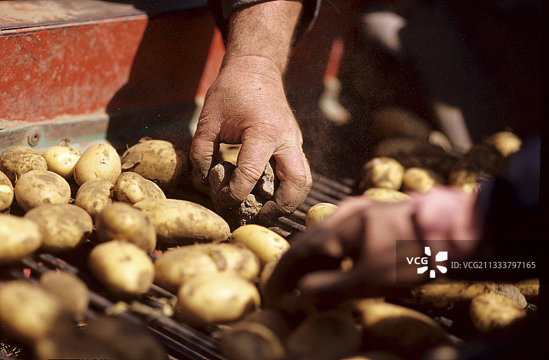 在菲尼斯泰尔巴兹岛上挑选爱尔兰土豆图片素材