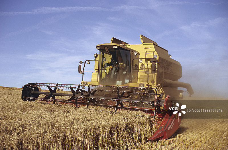 法国菲尼斯泰尔省贝泽克角的小麦作物图片素材