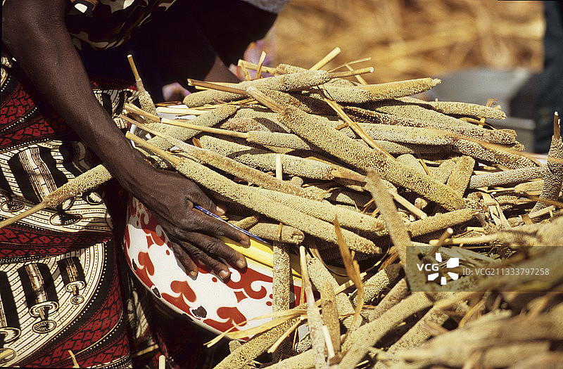 马里欧扬村的小米收割图片素材