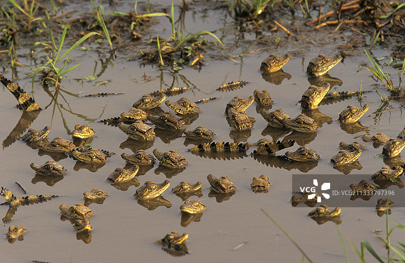 幼年眼镜凯门鳄图片素材
