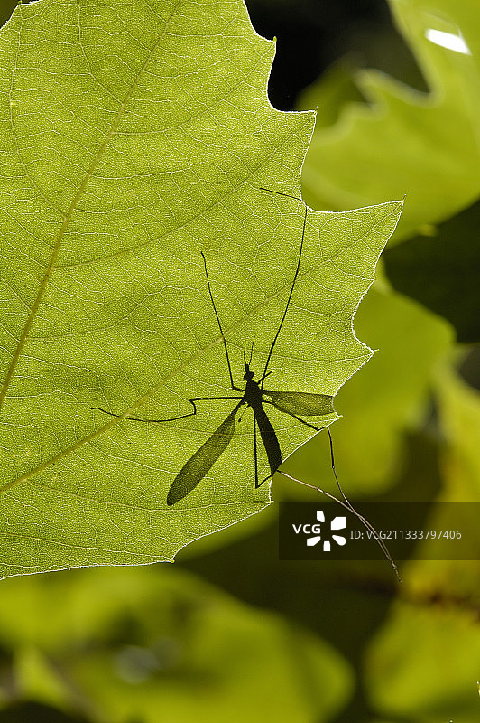 法国伦敦悬铃木上的摇蚊图片素材