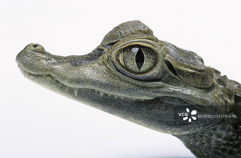 幼年眼镜凯门鳄图片素材