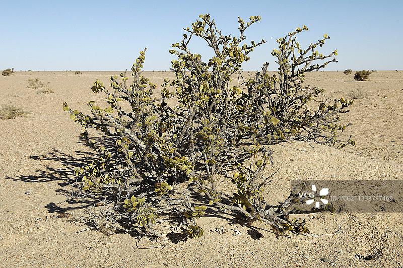 纳米比亚纳米布-诺克路夫特的灌木美元图片素材