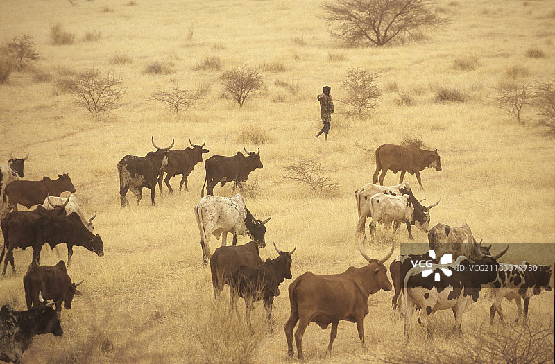 在马里共和国加奥沙漠地区放牧的牧羊人图片素材