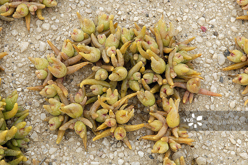 纳米比亚亨蒂斯湾的多肉植物图片素材