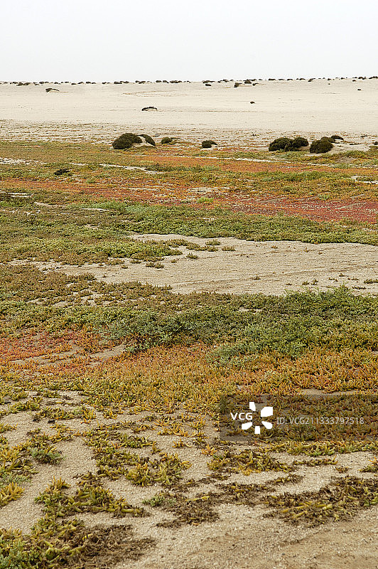 纳米比亚亨蒂斯湾的多肉植物图片素材