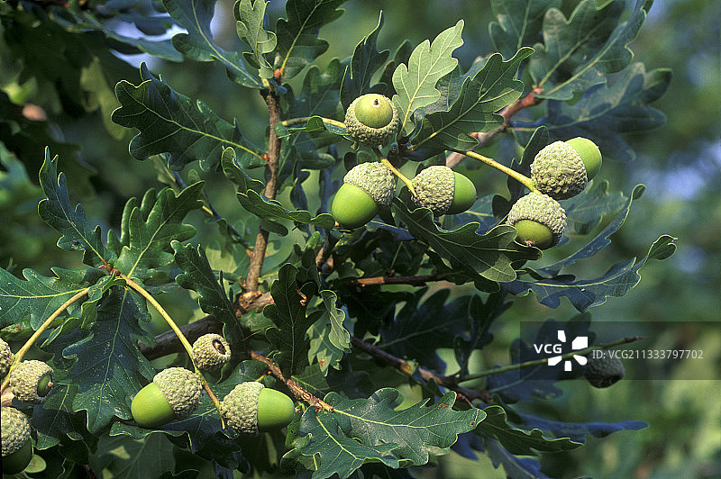 法国树上的英国橡树橡果图片素材