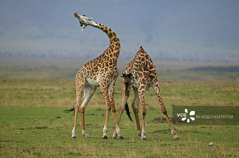 肯尼亚马赛马拉雄性长颈鹿搏斗图片素材