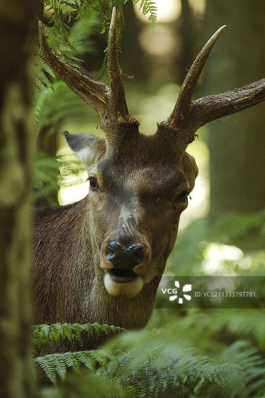 法国诺曼底格林博斯克森林中的雄鹿特写图片素材