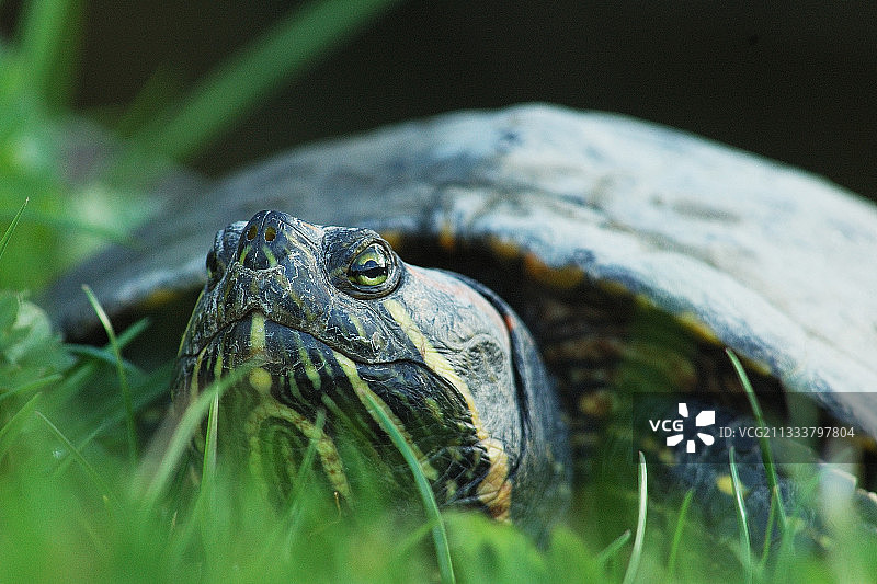 红耳滑龟画像，法国诺曼底图片素材