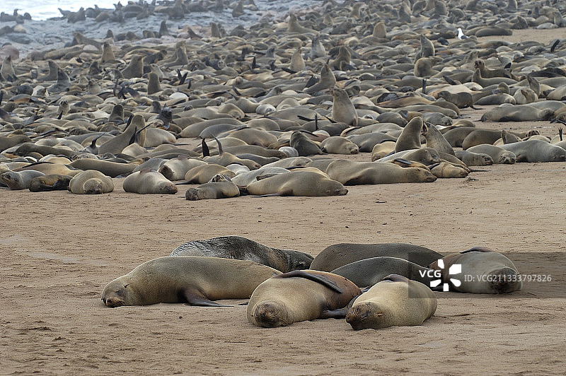 纳米比亚十字角海角毛皮海豹群图片素材