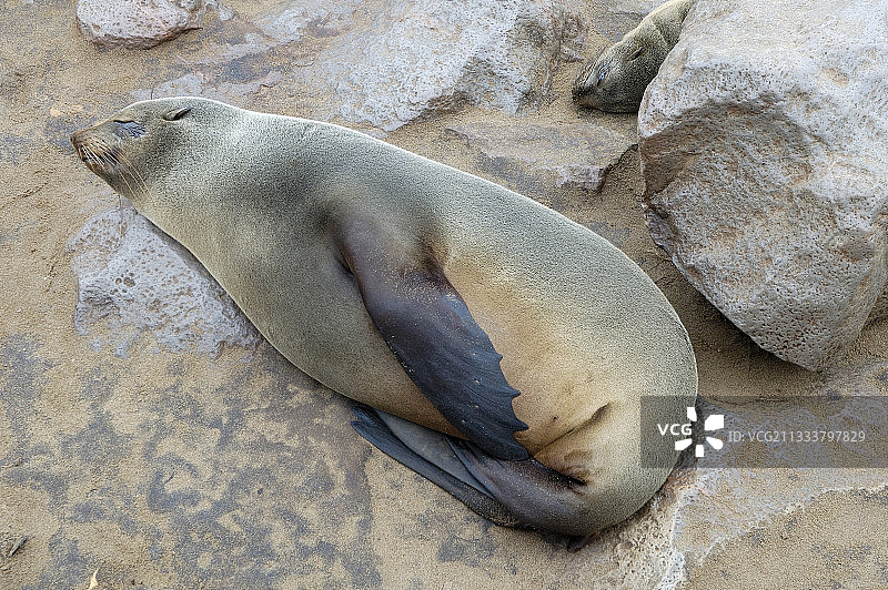 南非海狗休息，纳米比亚十字角图片素材