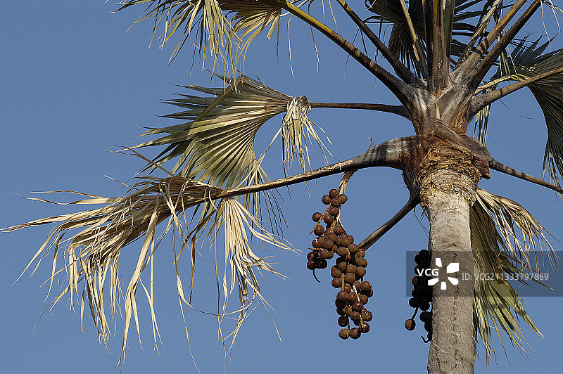 纳米比亚马卡拉尼棕榈树图片素材