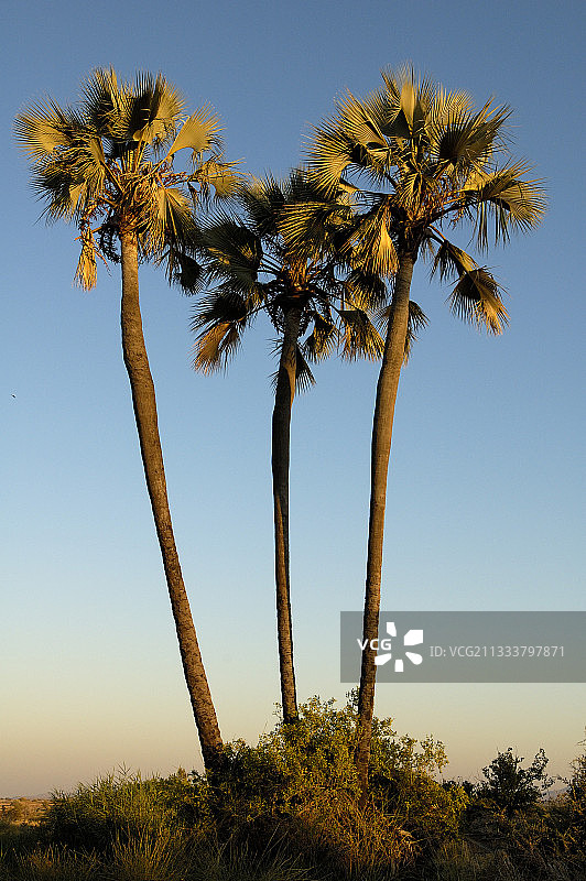 纳米比亚马卡拉尼棕榈树图片素材