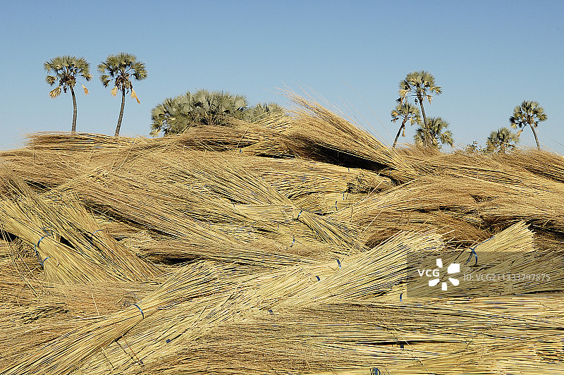 达马拉兰纳米比亚草垛晾晒图片素材
