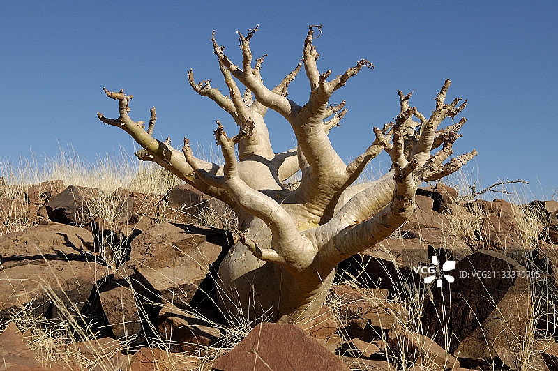 纳米比亚葡萄瓮图片素材