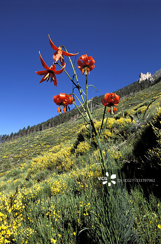 梅尔康图尔国家公园的丽丽图片素材