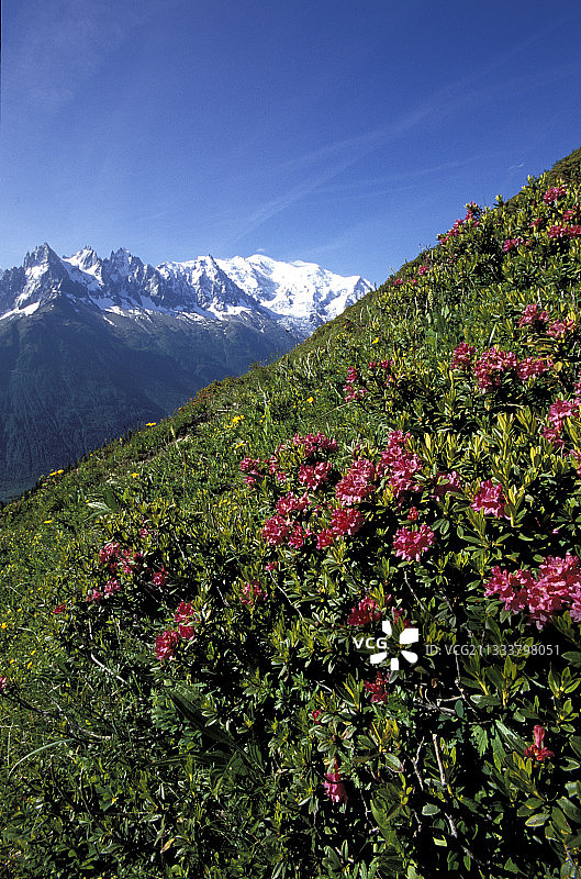 山地牧场和勃朗峰的阿尔卑斯玫瑰图片素材