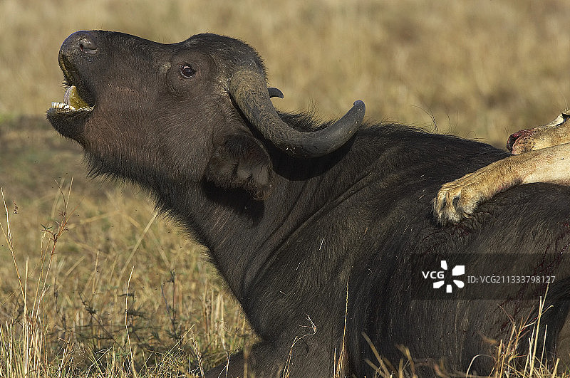 在马赛马拉国家保护区图片素材