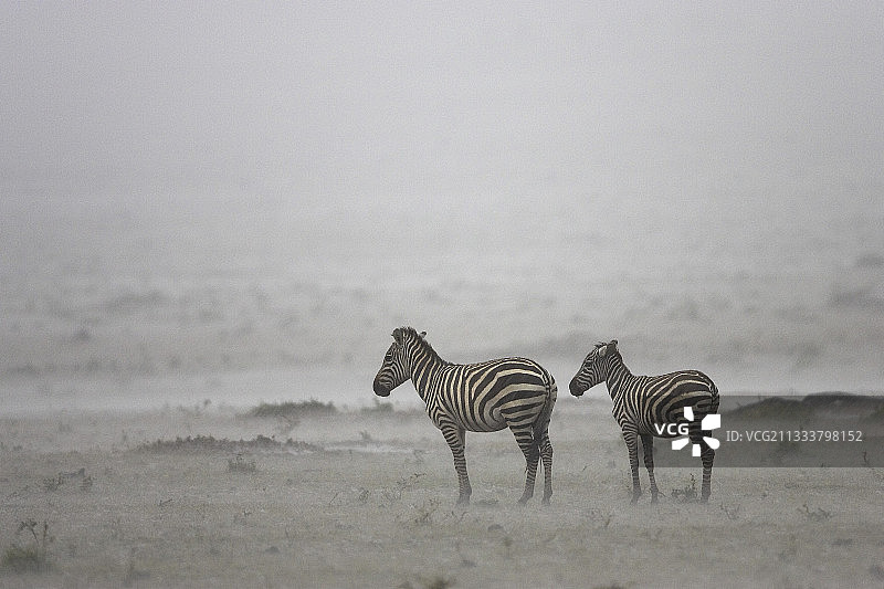 细纹斑马，肯尼亚马赛马拉国家保护区图片素材
