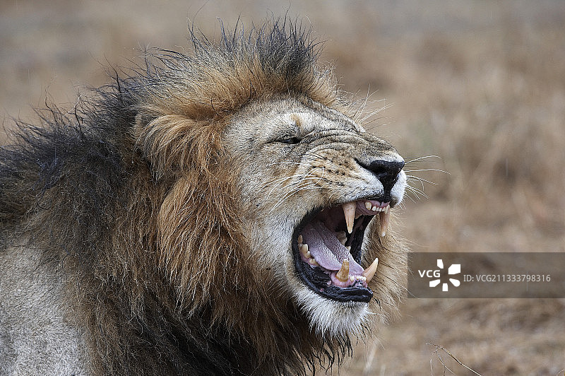 肯尼亚马赛马拉国家保护区咆哮的狮子图片素材