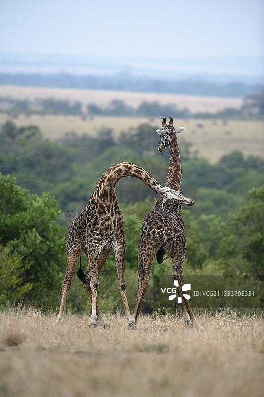 肯尼亚马赛马拉雄性马赛长颈鹿的战斗图片素材