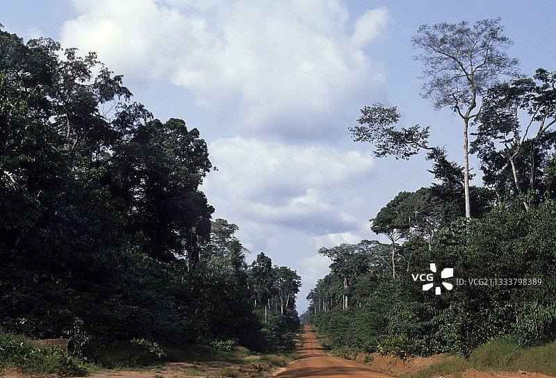 原始森林中的林业采伐痕迹图片素材