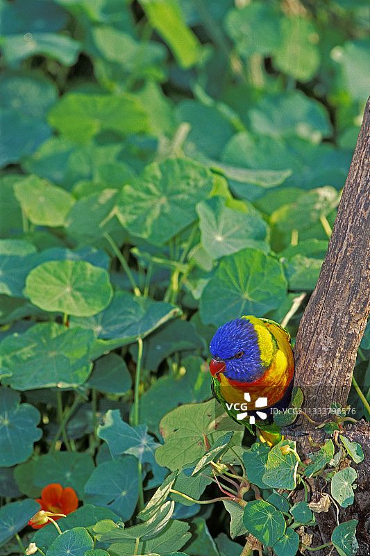 塔斯马尼亚澳洲彩虹鹦鹉图片素材